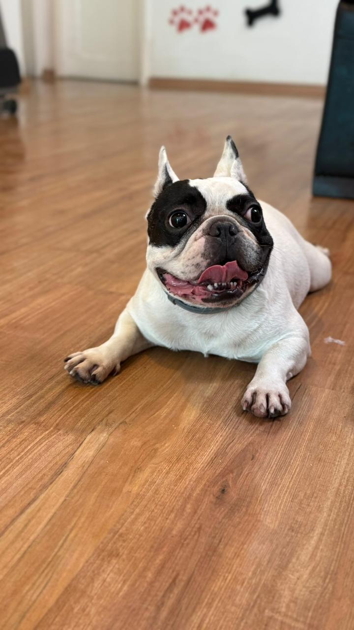 Bulldog francês sorrindo